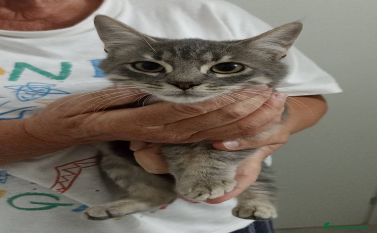 Europeo gatti Certosini tre mesi - Annuncio 18