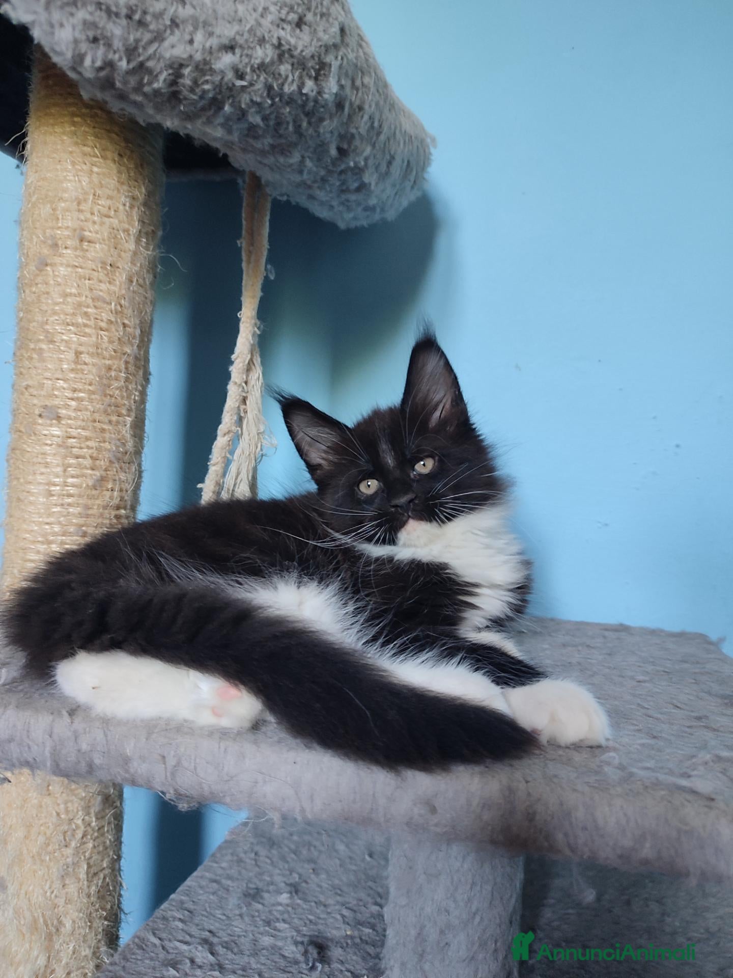 Maine Coon gatti Meravigliosa e dolcissima gattina Maine Coon - Annuncio 29