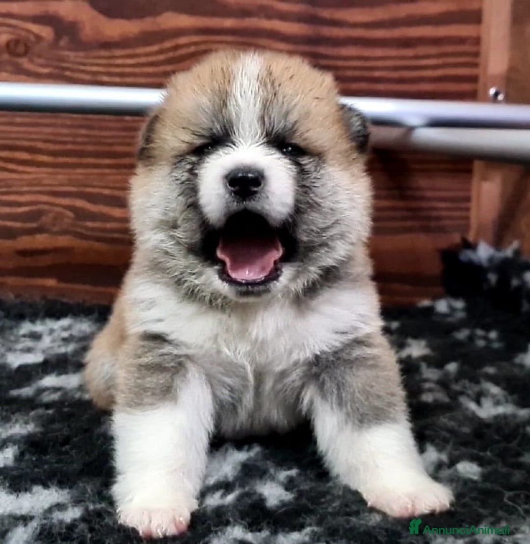 Akita Inu cani in vendita: Cuccioli di AKITA LOMBARDIA  - Annuncio 17