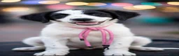Meticcio cani in regalo: 3cuccioli quasi 3mesi tg media SICILIA SOS  - Annuncio 3