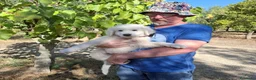 Meticcio cani in regalo: Gelso il capolavoro  - Annuncio 6