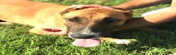 Meticcio cani in regalo: OHR, mix pastore malinois_ in adozione a Provincia di Latina - Annuncio 4
