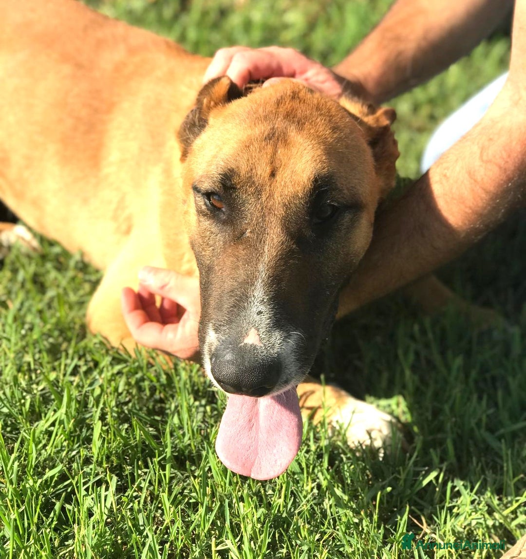 Meticcio cani in regalo: OHR, mix pastore malinois_ in adozione a Provincia di Latina - Annuncio 4