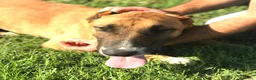 Meticcio cani in regalo: OHR, mix pastore malinois_ in adozione a Provincia di Latina - Annuncio 4