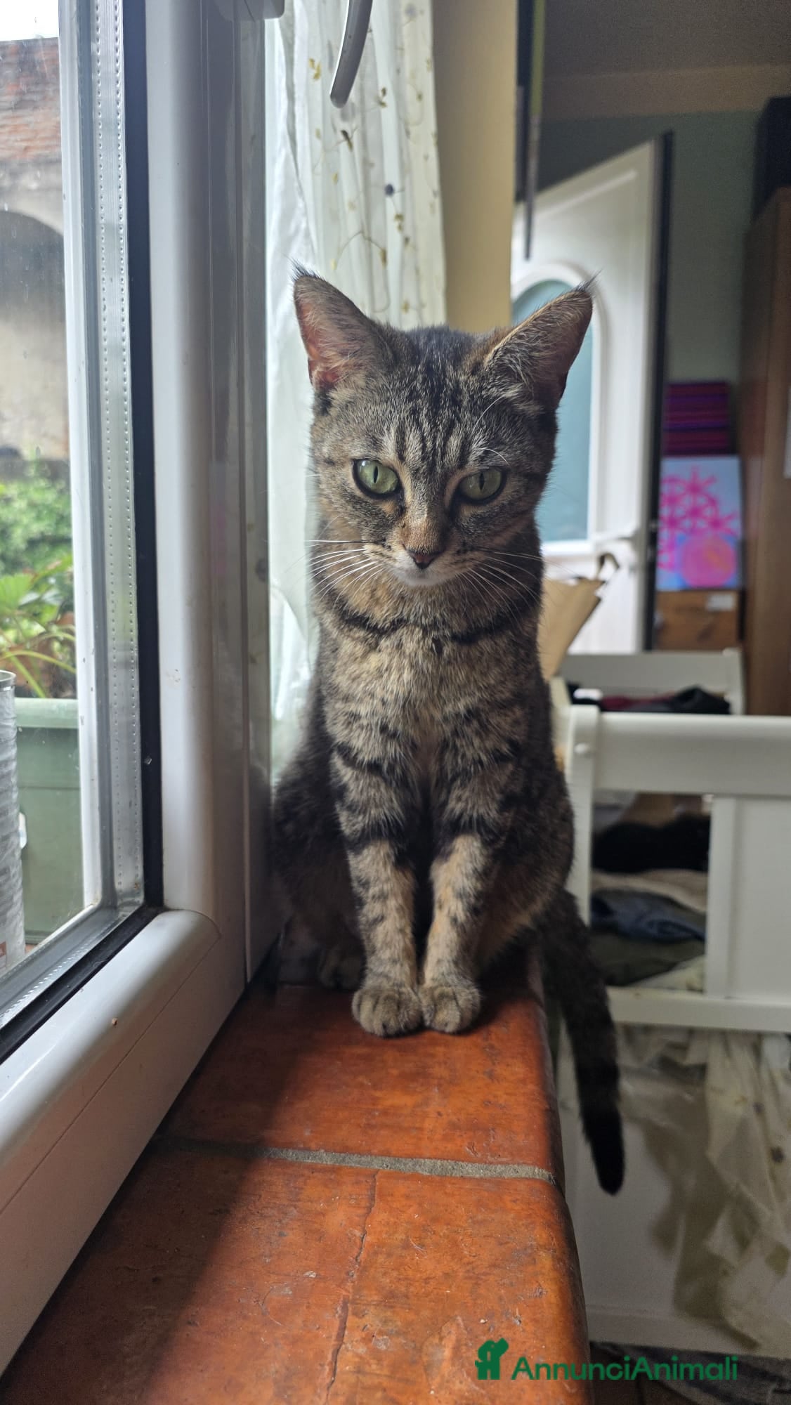 Europeo gatti in vendita: Vendita gattini  - Annuncio 10