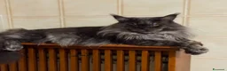 Maine Coon gatti in vendita: Maine coon - Annuncio 6