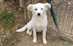 Meticcio cani in regalo: LA PICCOLA E SIMPATICA CROSTATINA a Città Metropolitana di Firenze - Immagine 1