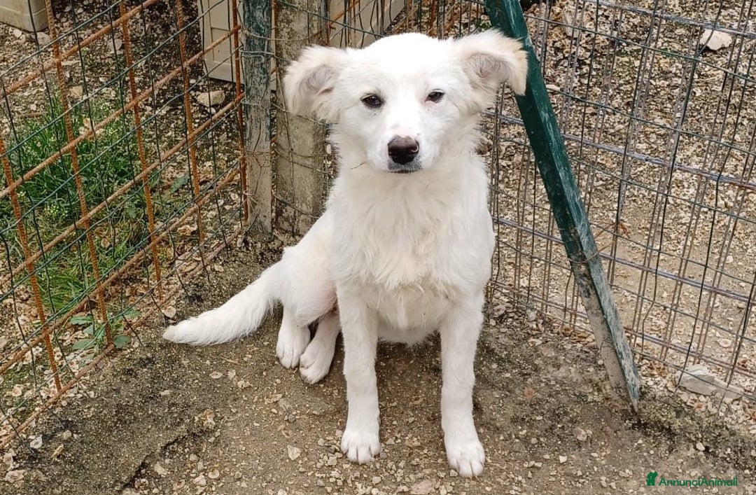 Meticcio cani in regalo: LA PICCOLA E SIMPATICA CROSTATINA a Città Metropolitana di Firenze - Immagine 1