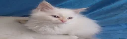 Siberiano gatti in vendita: Cuccioli di Siberiano Neva Masquerade  a Provincia di Macerata - Annuncio 6