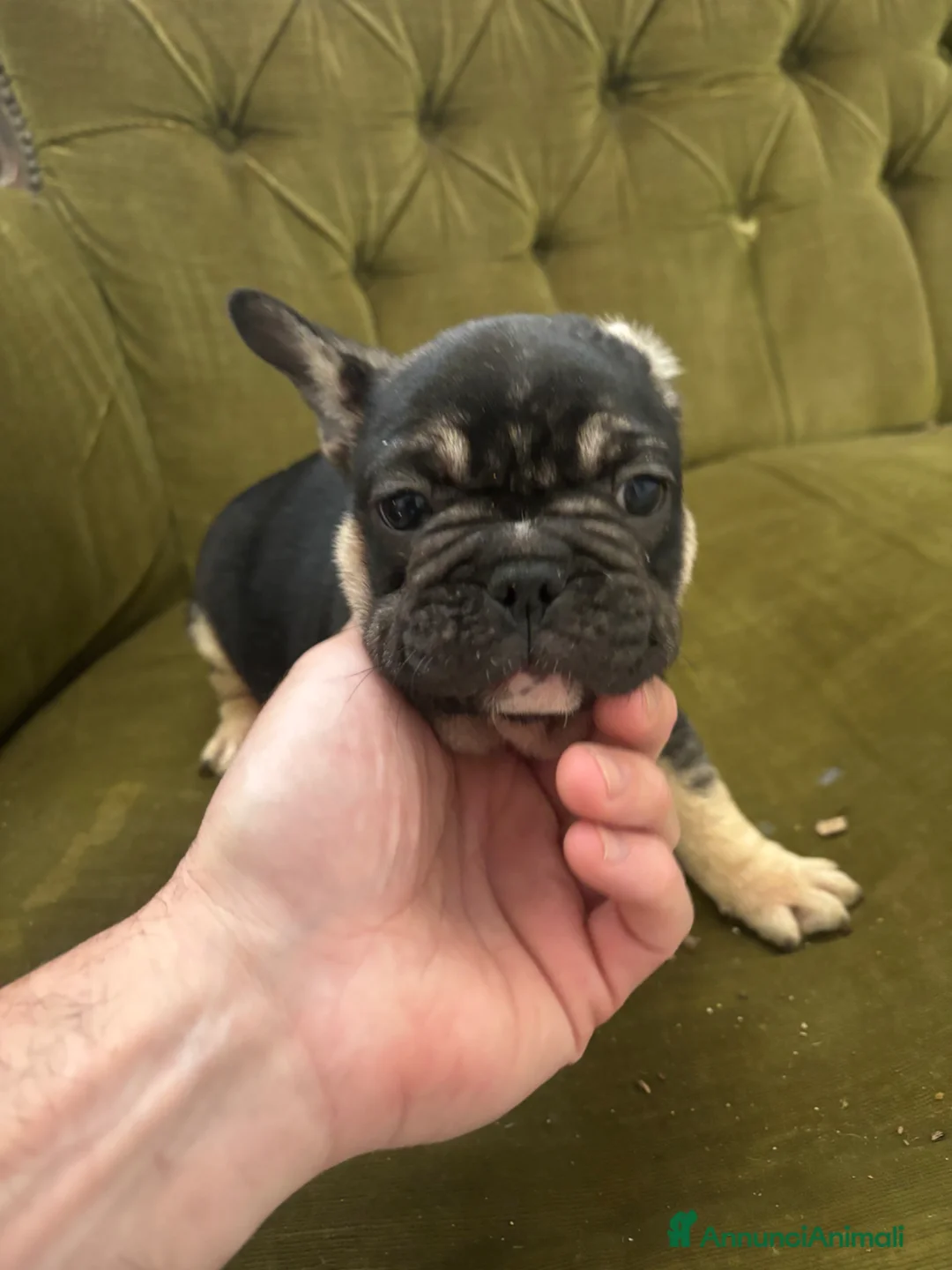 Bulldog Francese cani in vendita: Bulldog francese  - Annuncio 2