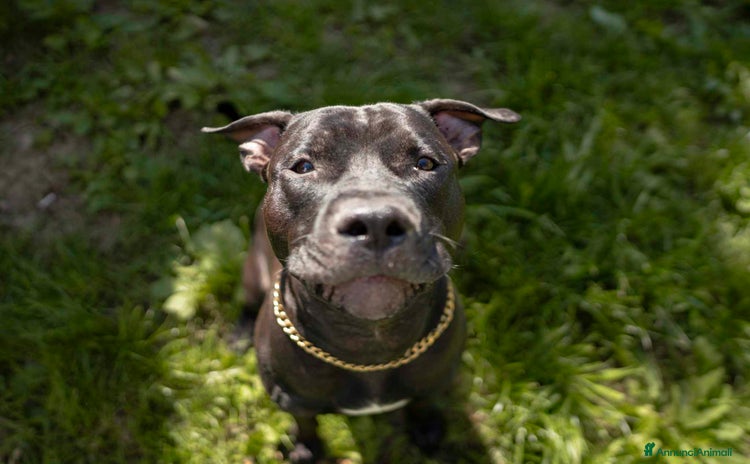 Pitbull cani a Città Metropolitana di Firenze - Annuncio 4