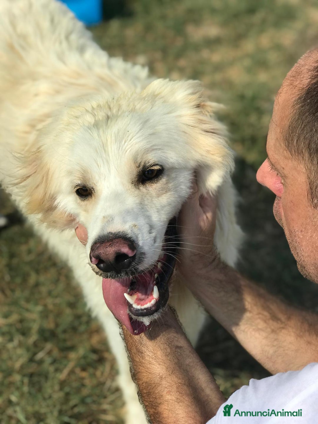 Meticcio cani in regalo: Ricky quanta dolcezza, derivato golden a Provincia di Latina - Annuncio 6