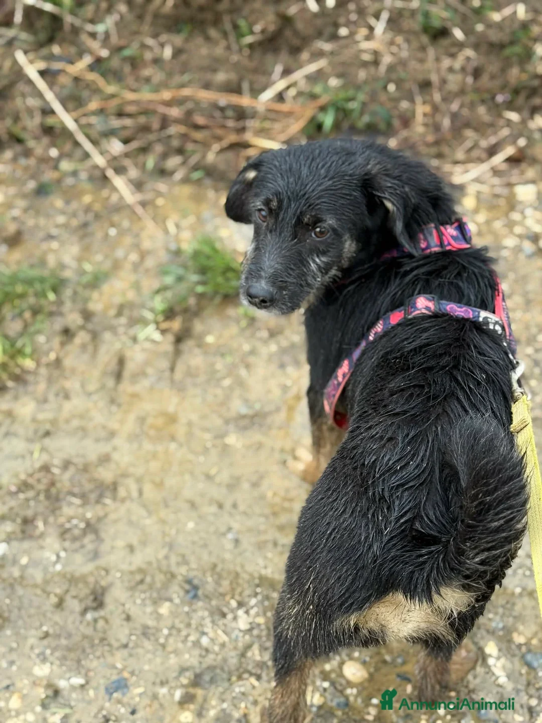 Meticcio cani in regalo: DOLI, dolcissima cucciola baffuta! - Annuncio 2