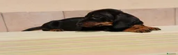 Bassotto cani in vendita: Bassotto  - Annuncio 4