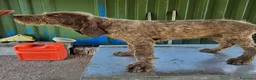 Spinone cani in vendita: Spinone Italiano con pedigree - Annuncio 4