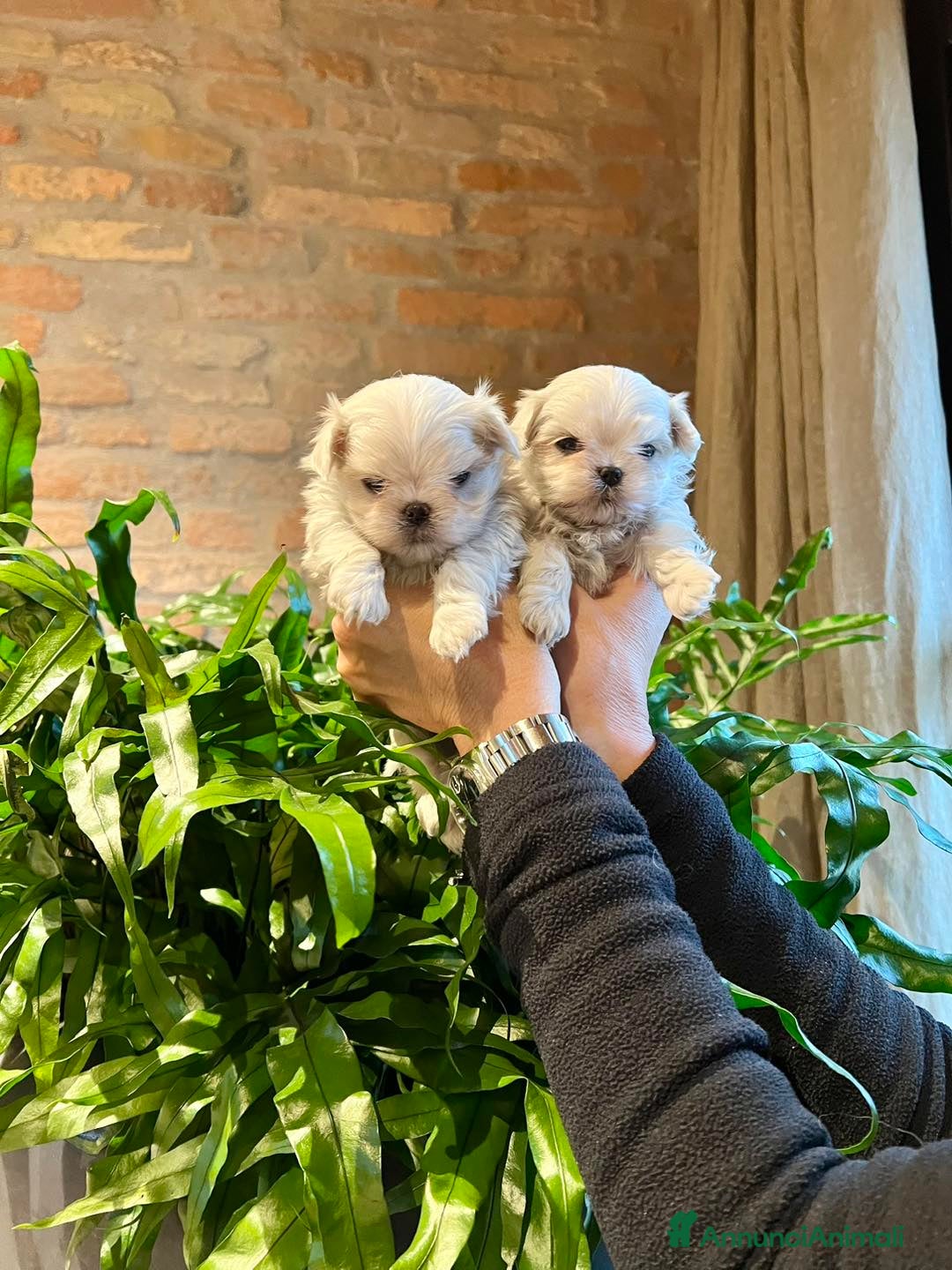 Maltese cani MALTESI TOY BELLISSIMI CON PEDIGREE ENCI - Annuncio 2