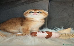 Scottish gatti in vendita: Scottish Fold - Immagine 3