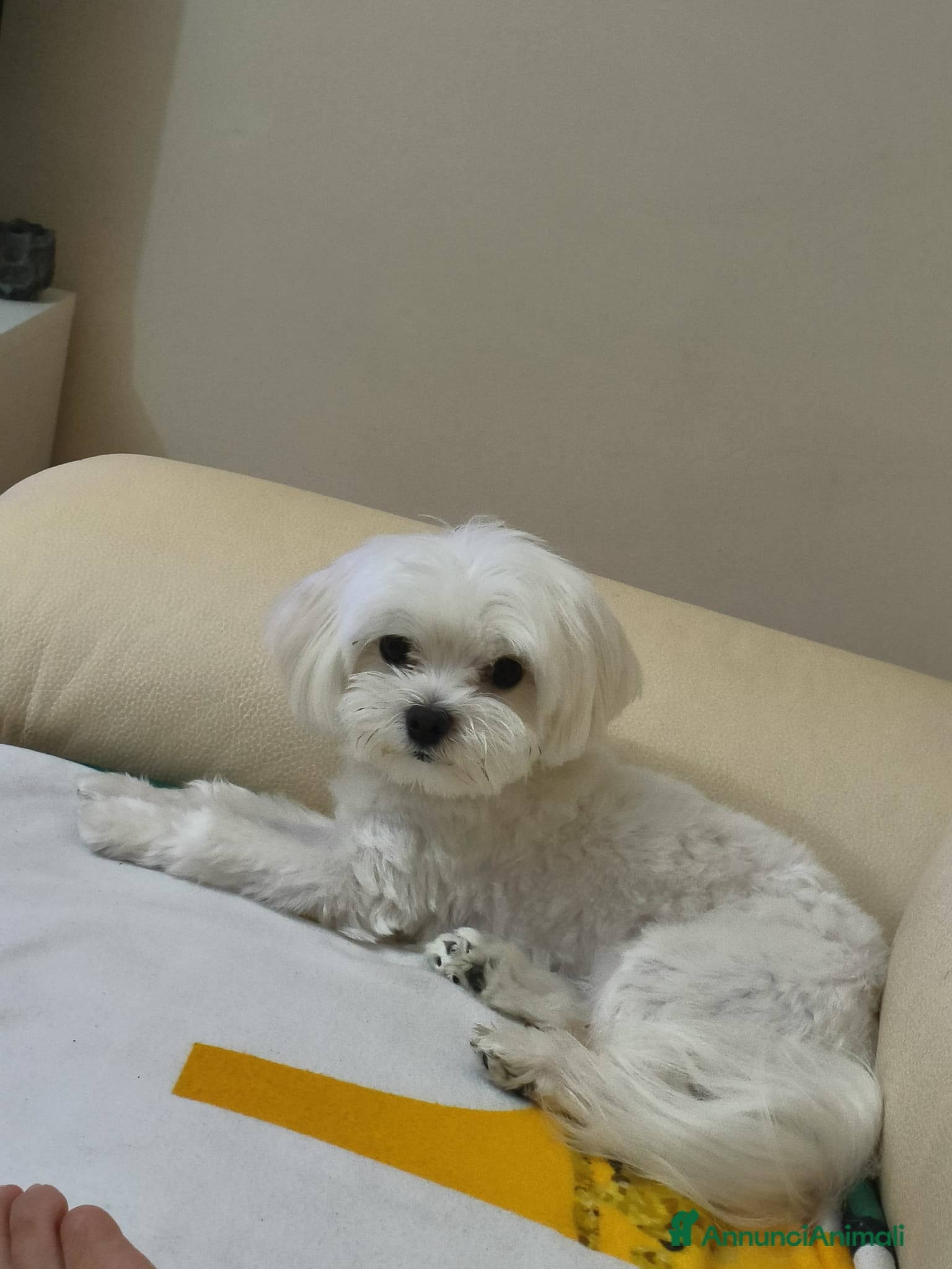 Maltese cani maltese per accoppiamento - Annuncio 1