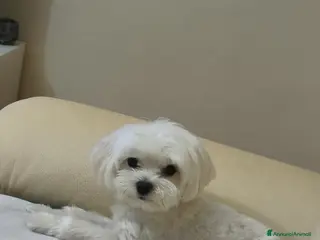 Maltese cani maltese per accoppiamento - Annuncio 14