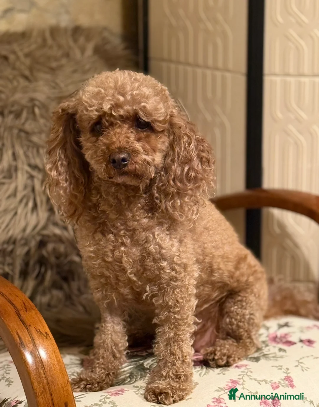 Barboncino cani in vendita: Barboncino nano fulvo - Annuncio 3