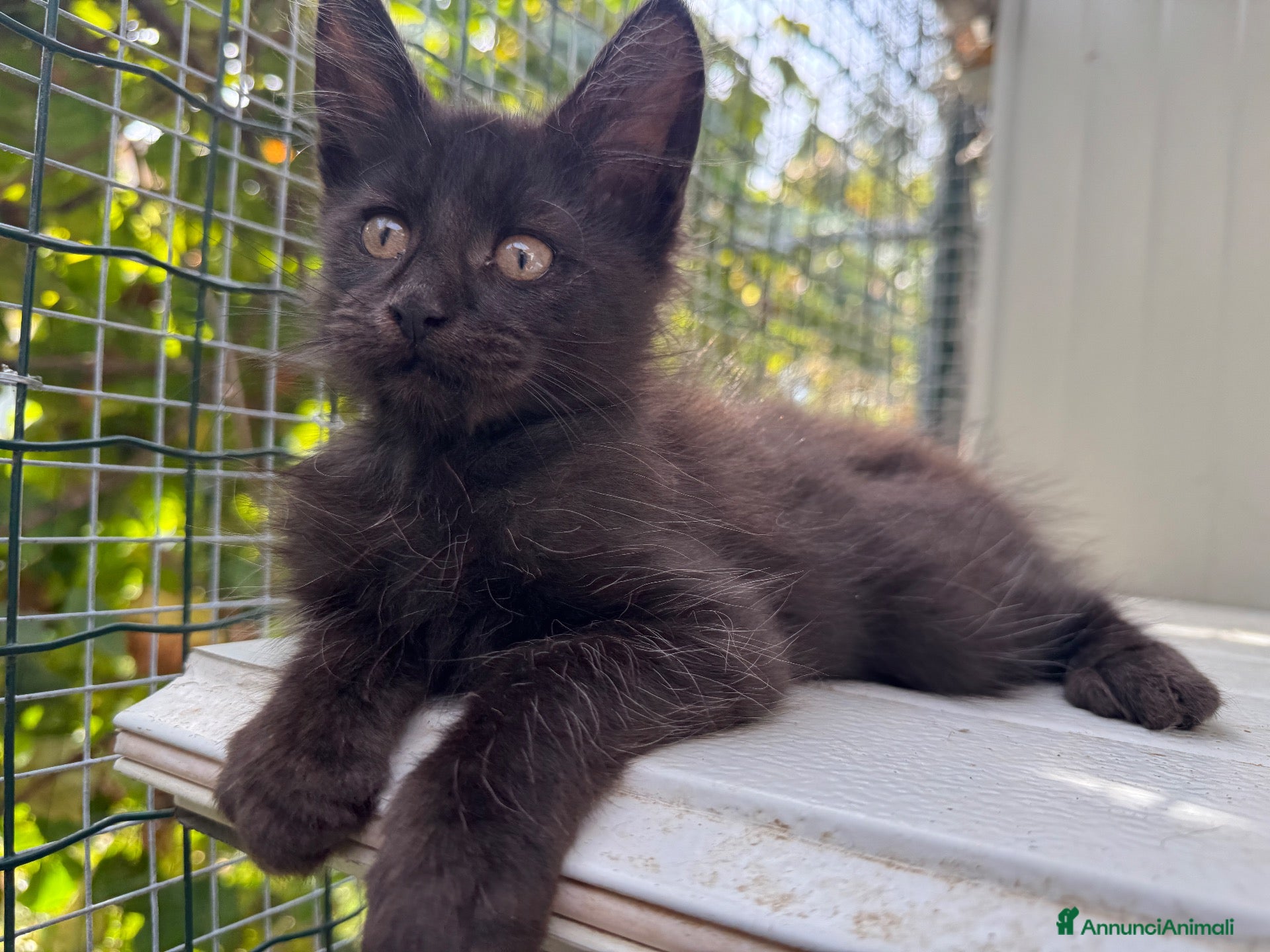 Maine Coon gatti Cucciolo di maine coon manto nero (Daiquiri) - Annuncio 2
