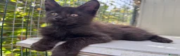 Maine Coon gatti in vendita: Cucciolo di maine coon manto nero (Daiquiri) - Annuncio 1