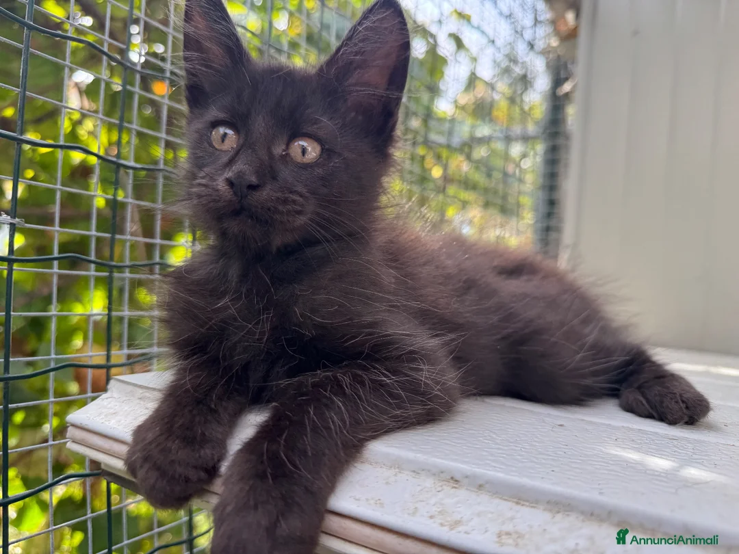 Maine Coon gatti in vendita: Cucciolo di maine coon manto nero (Daiquiri) - Annuncio 1
