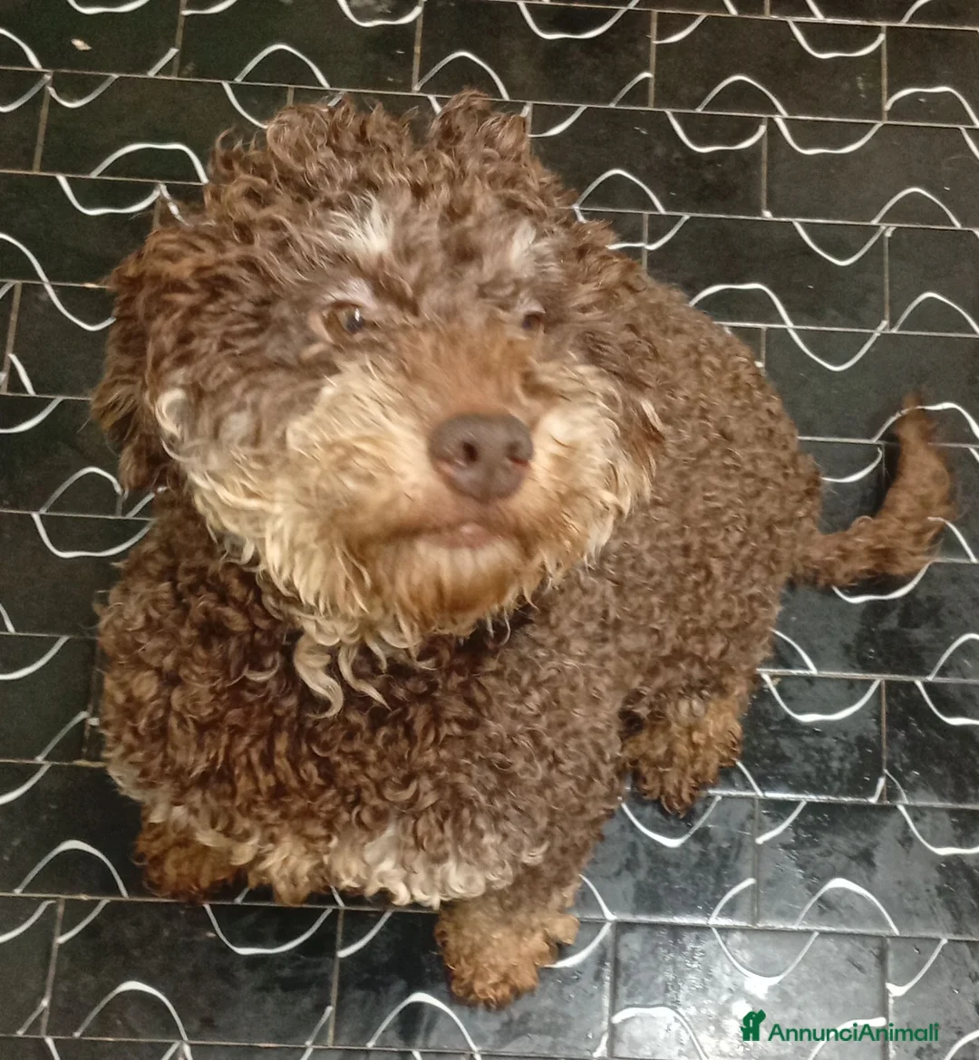 Lagotto cani in vendita: Lagotto cuccioli con Pedigree - Annuncio 4