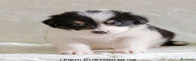 voodoo