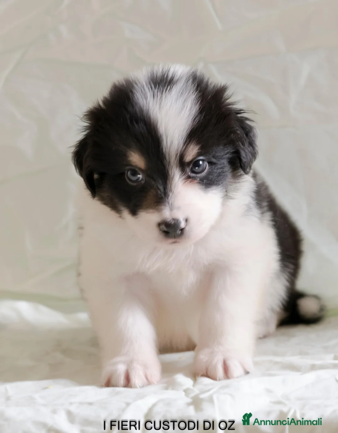 Australian Shepherd cani in vendita: 3 Cuccioli di pastore australiano - Annuncio 8