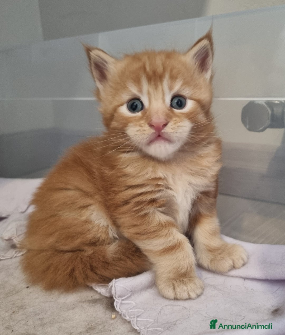 Maine Coon gatti in vendita: Cuccioli di Maine Coon - Pagamento Flessibile - Immagine 4