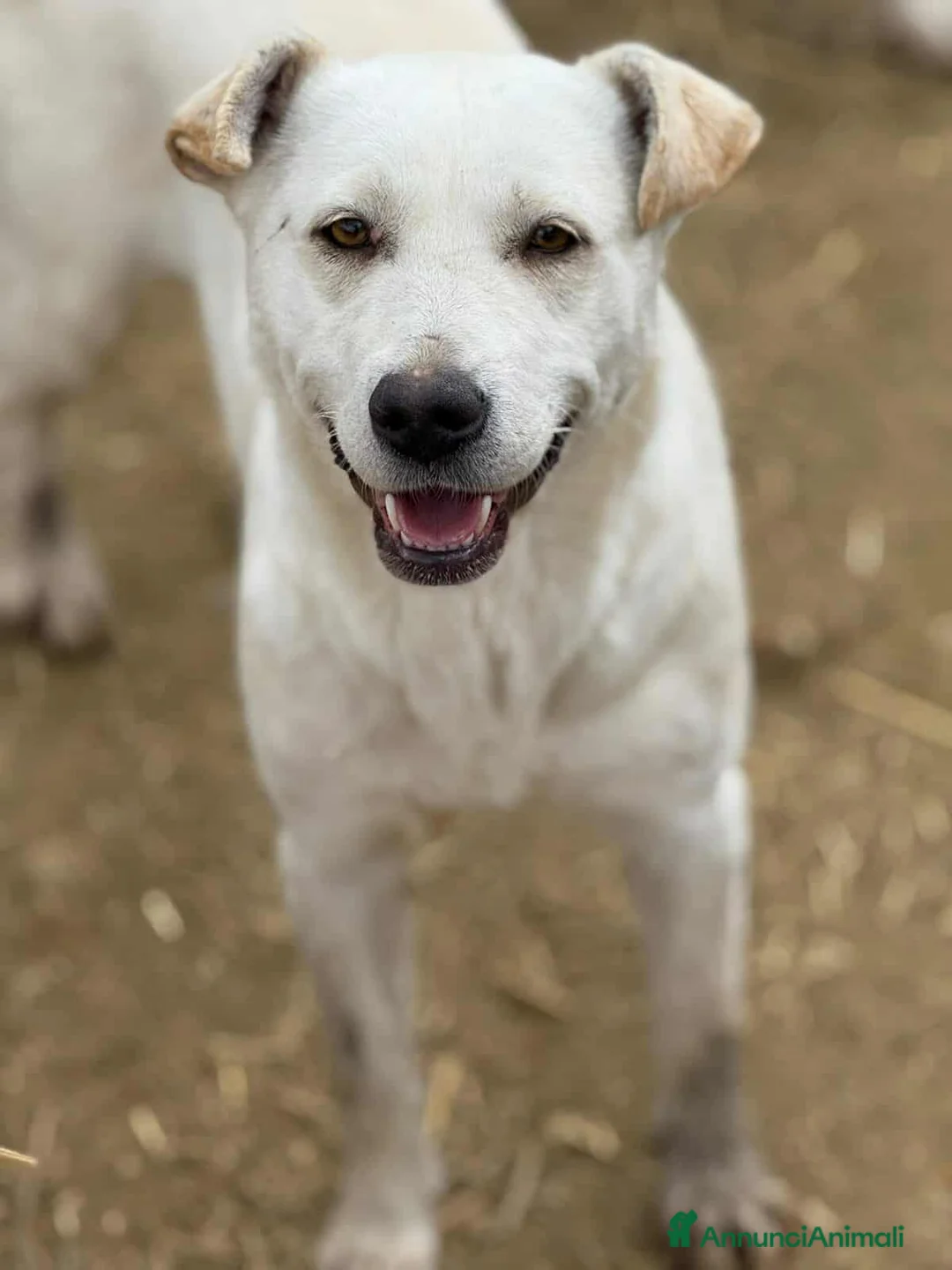 Meticcio cani in regalo: BLANCA & BLESS, cagnoline super tenere. - Annuncio 5