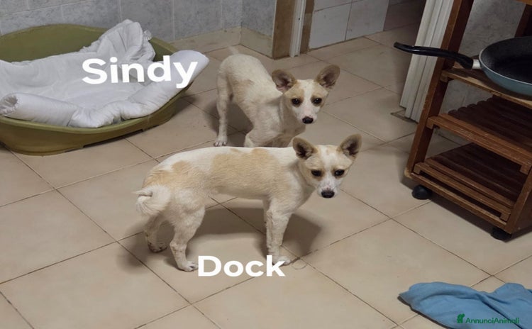 Meticcio cani a Città metropolitana di Milano - Annuncio 13