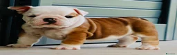 Bulldog cani in vendita: Cuccioli Bulldog Inglese con Pedigree - Annuncio 4