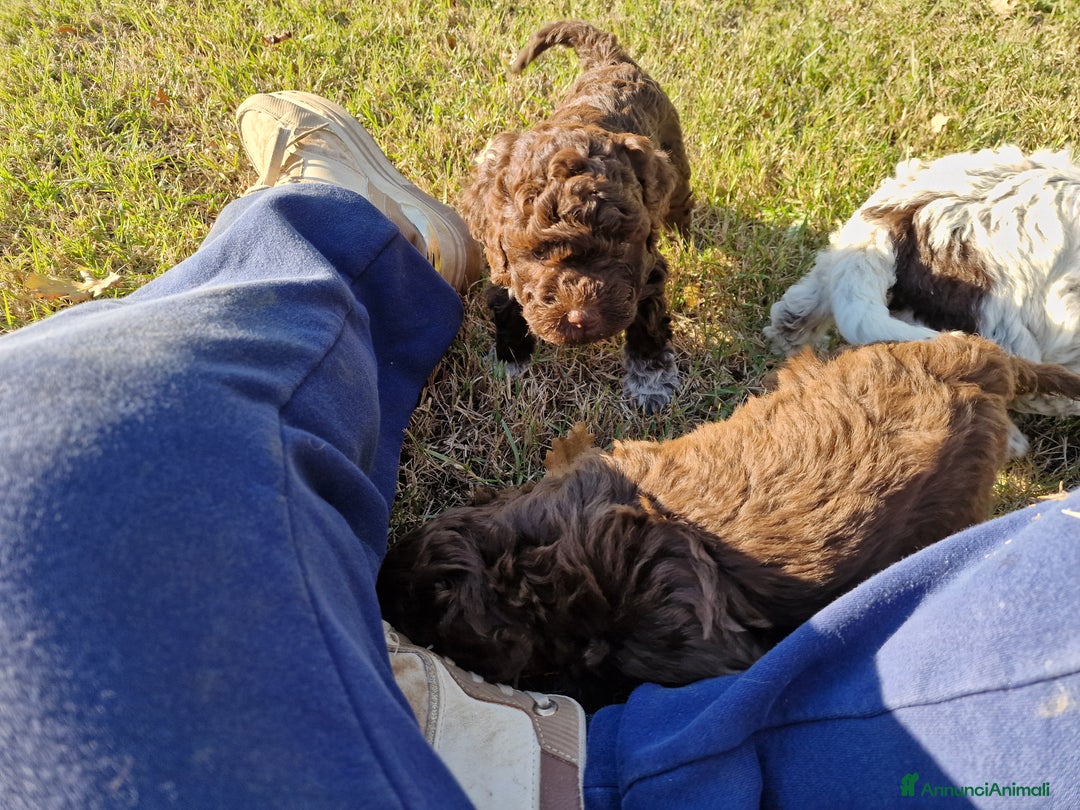 Lagotto cani in vendita: Cuccioli di Lagotto - Annuncio 5