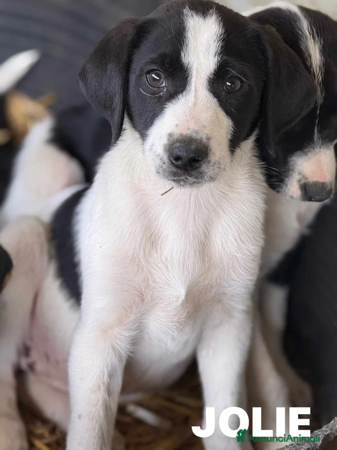 Meticcio cani in regalo: 5 dolcissime cucciole coccolone! TG MEDIA. - Annuncio 13