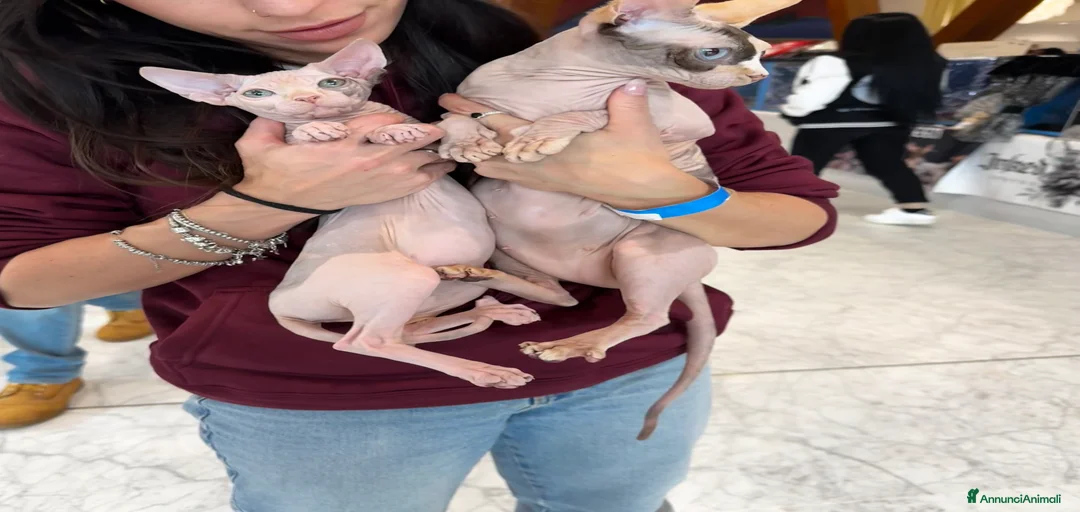 Immagine della galleria {{count}}