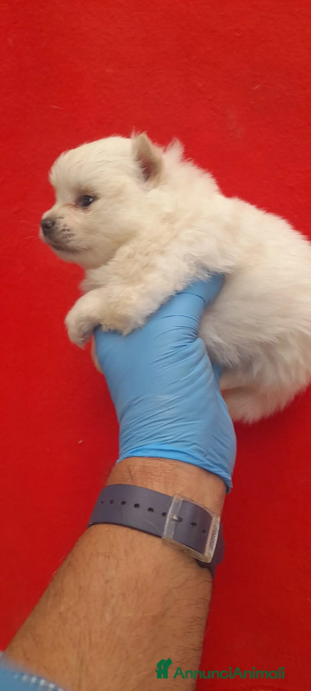 Spitz cani in vendita: Cucciolo di Spitz di Pomeranea  - Annuncio 7