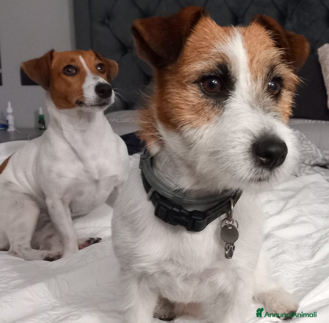 Jack Russell cani in vendita: JACK RUSSEL ultimo maschietto Pedigree - Annuncio 8