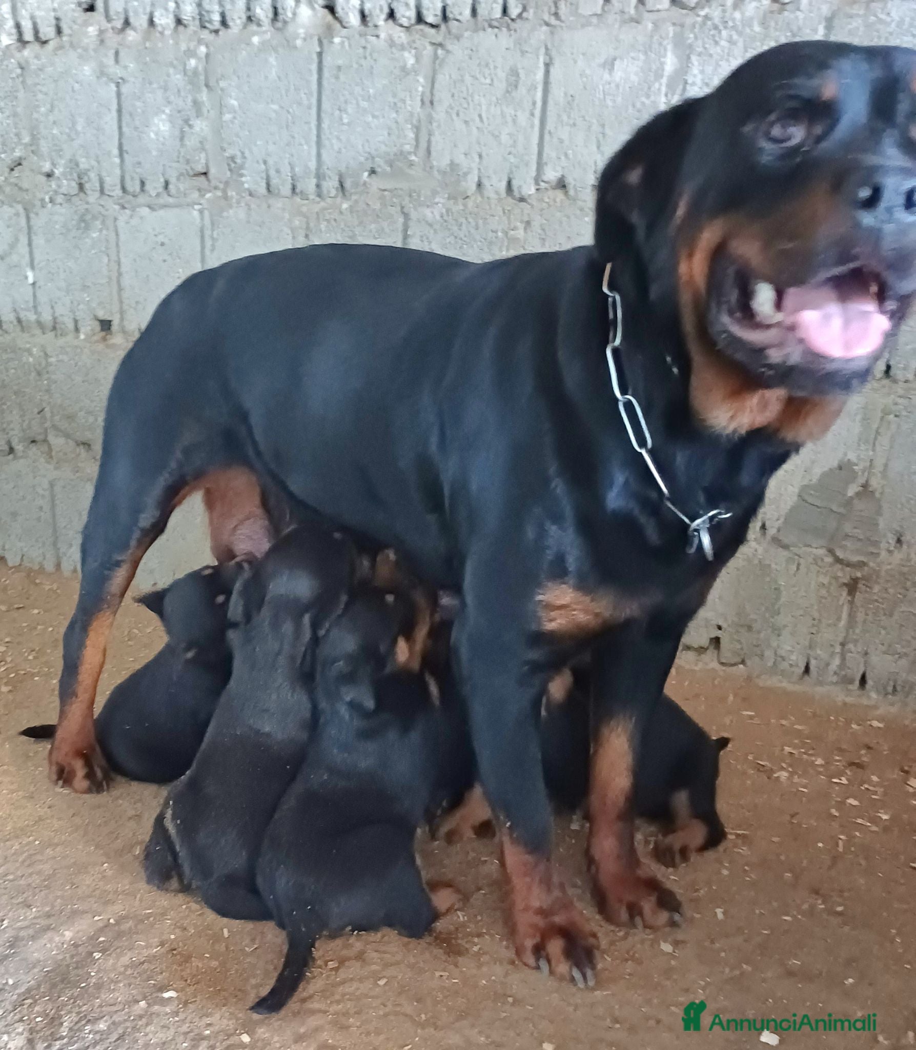 Rottweiler cani Disponibili cuccioli Rottweiler  - Annuncio 35