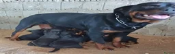 Rottweiler cani in vendita: Disponibili cuccioli Rottweiler  - Annuncio 1