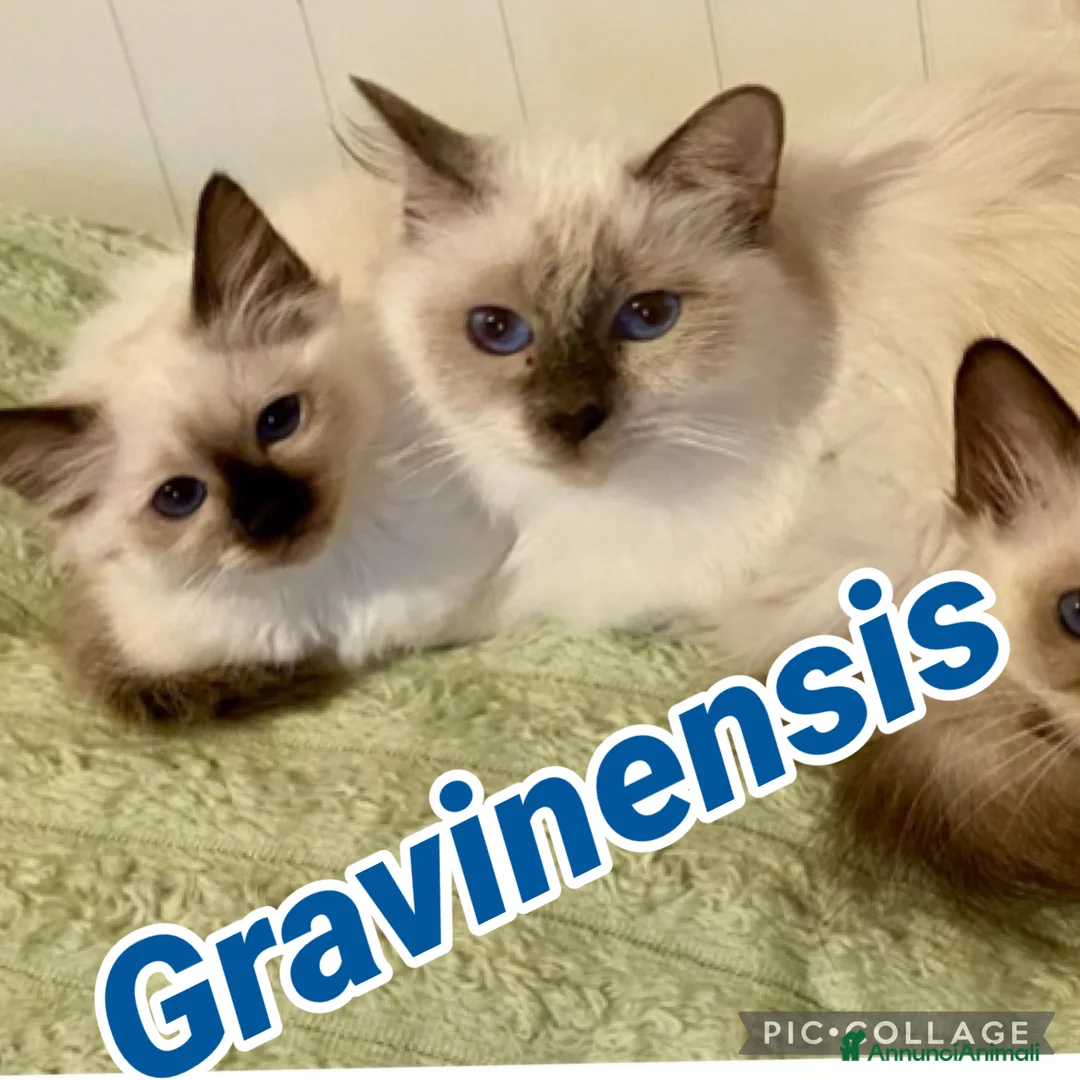 Sacro di Birmania gatti in vendita: 🐾 Cucciolo di Sacro di Birmania disponibile - Annuncio 3