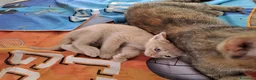 Altre razze gatti in regalo: Gattini cercano casa - Annuncio 6