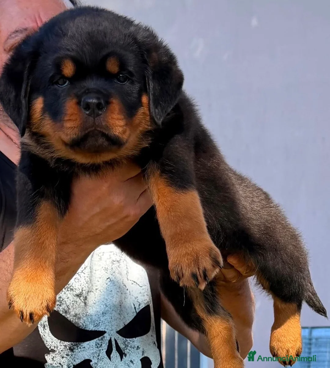 Rottweiler cani in vendita: Cuccioli Rottweiler pedigree enci - Annuncio 6