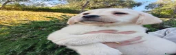 Labrador cani in vendita: Cuccioli labrador retriever neri a Provincia di Pistoia - Annuncio 10