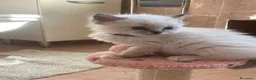 Ragdoll gatti in vendita: Ragdoll maschio - Annuncio 10