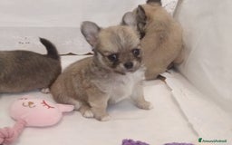 Chihuahua cani in vendita: Chihuahua maschio a pelo lungo con Pedegree Enci  - Annuncio 17