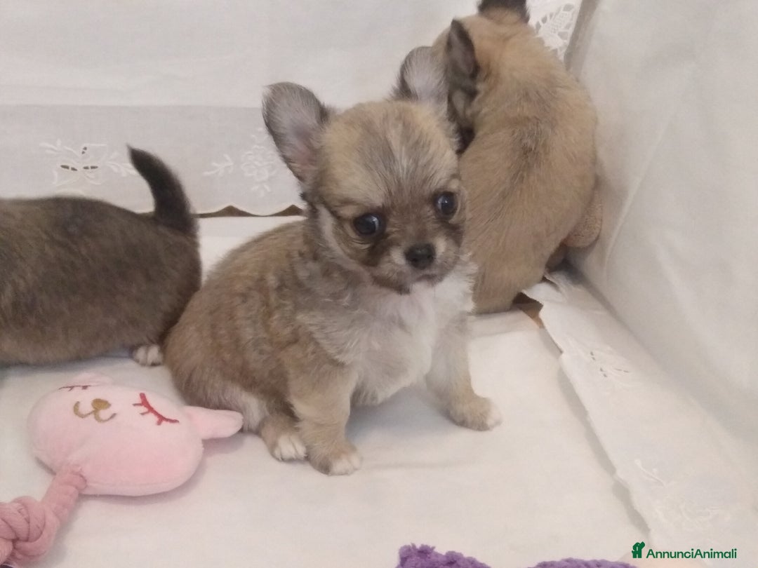 Chihuahua cani in vendita: Chihuahua maschio a pelo lungo con Pedegree Enci  - Annuncio 17