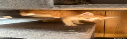 Meticcio gatti in regalo: GATTINI a Provincia di Piacenza - Annuncio 7