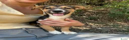 Meticcio cani in regalo: SCOTCH, piccoletto tutto coccole! TG MEDIO PICCOLA - Annuncio 7